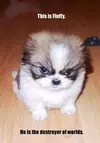 fluffy.webp