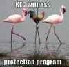 KFC witness protection.jpg