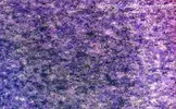 pieces_015b.webp