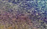 pieces_017b.webp