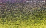 pieces_018b.webp