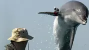 Killer-dolphins-escape-Ukranian-naval-base.webp