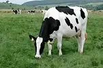 Cows 2.webp