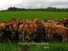 Cows.webp