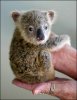 baby-koala1.jpg