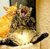 cat-vet-laugh-sleeping-laughing.webp