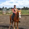 horse2.webp