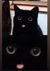 kitteh tongue.webp