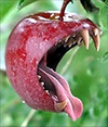 AppleBite.jpg