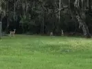 deer.webp