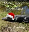 Buddy Christmas2.webp