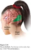 brain 13.jpg