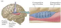 brain 15.png