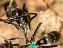 ANT WOUND CARE!!.webp