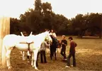 horse.gif horse.gif