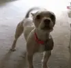tenor (4).gif