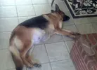 sasha.webp