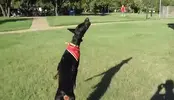 KeenKaleidoscopicGuanaco-size_restricted.gif