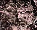 alien image in crystal 7.webp