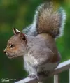 genetics_Bobcat-Squirrel.webp