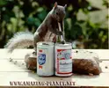 Squirrel_Drunk-1.webp