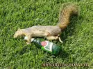 Squirrel_Drunk-2.webp