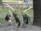 Squirrel_Jedi_LightSabers.webp