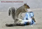 Squirrel_Jedi_Sith.webp