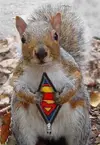 Squirrel_SuperSquirrel.webp
