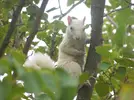 Squirrel_White-1.webp