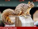 Squirrel_Zebra-16420.webp