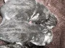 1715774426197.webp