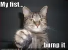 funny-pictures-cat-offers-fist.webp