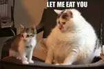 fat-cats-are-cannibals_o_3338377.webp