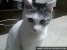 surprised-cat-o.webp