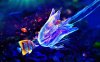 the-ocean-life-jelly-fish.jpg