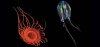 Light-Fantastic-jellyfish-and-Atolla-manubrium-631.jpg__800x600_q85_crop.jpg