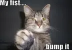 fist-bump.webp