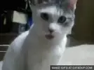 shocked-cat-o.webp
