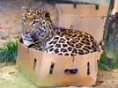 big-cats-in-boxes.webp