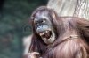 56400493-orang-utan-monkey-looking-at-you-while-yawning.jpg