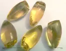 Suppositories.webp
