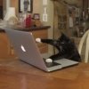 kitty on computer.jpg