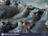 large-group-of-hippos-bathing-together-in-a-river-AT961F.jpg