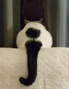 8386